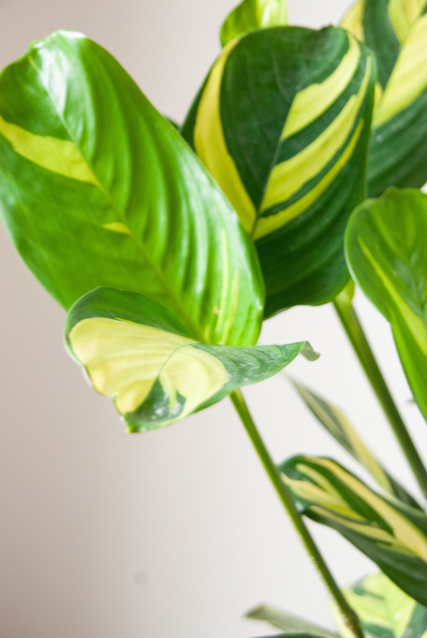 Ctenanthe lubbersiana 'Never Never Plant'
