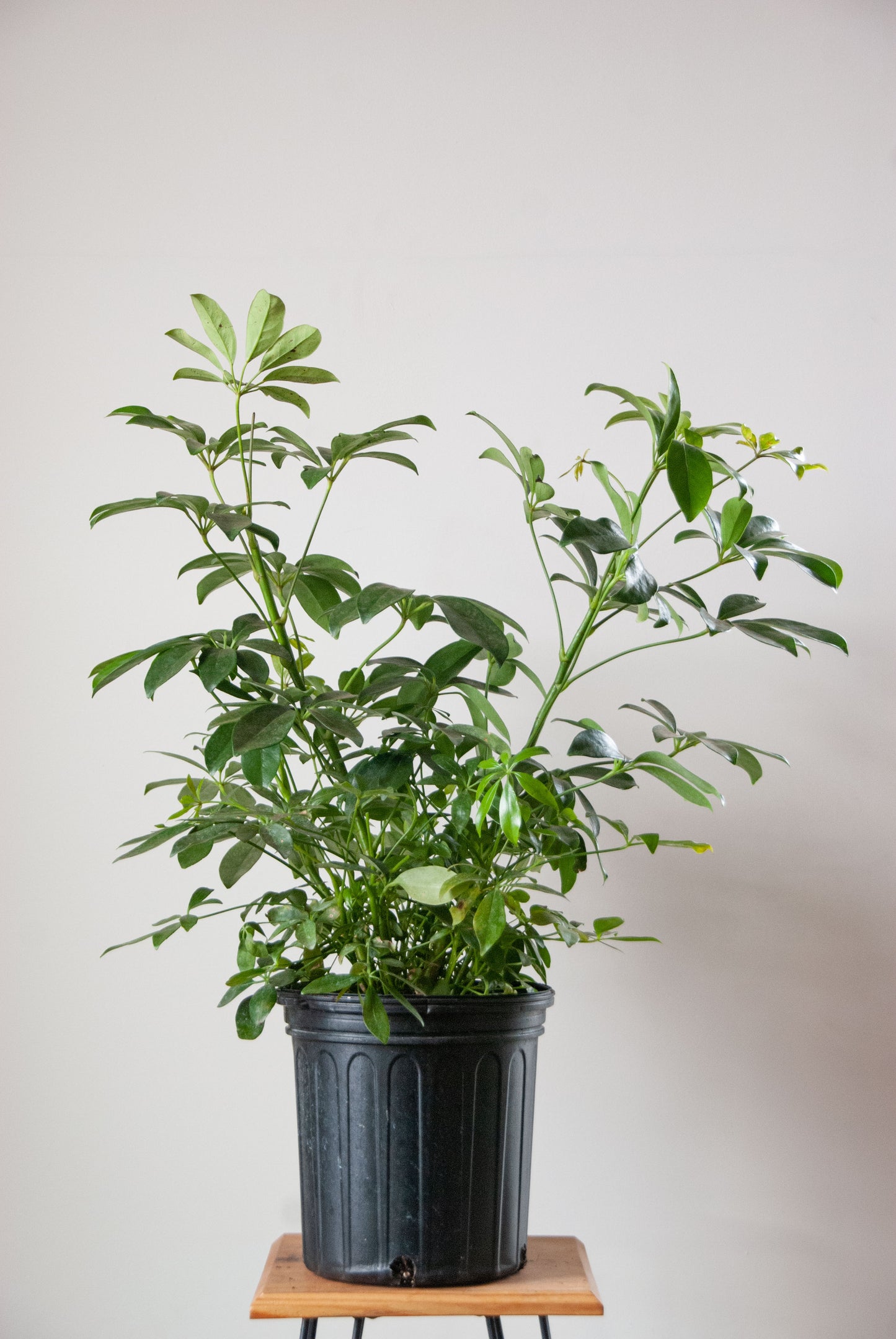 Schefflera Arboricola Luseane