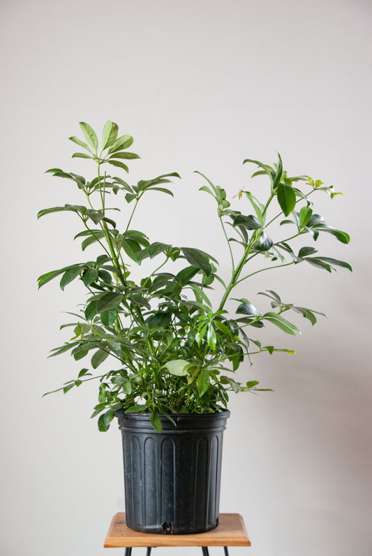 Schefflera arboricola 'Luseane'