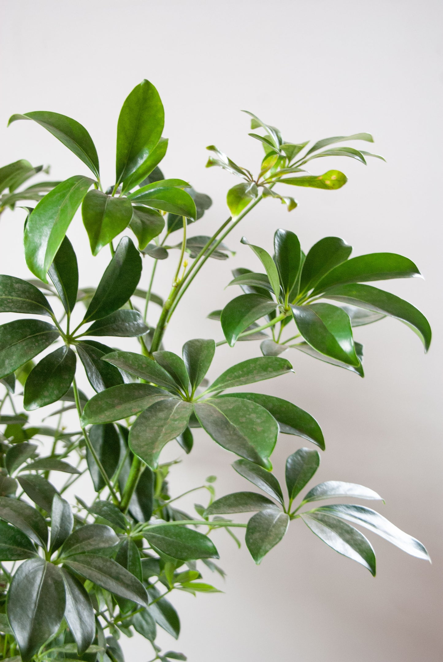 Schefflera Arboricola Luseane