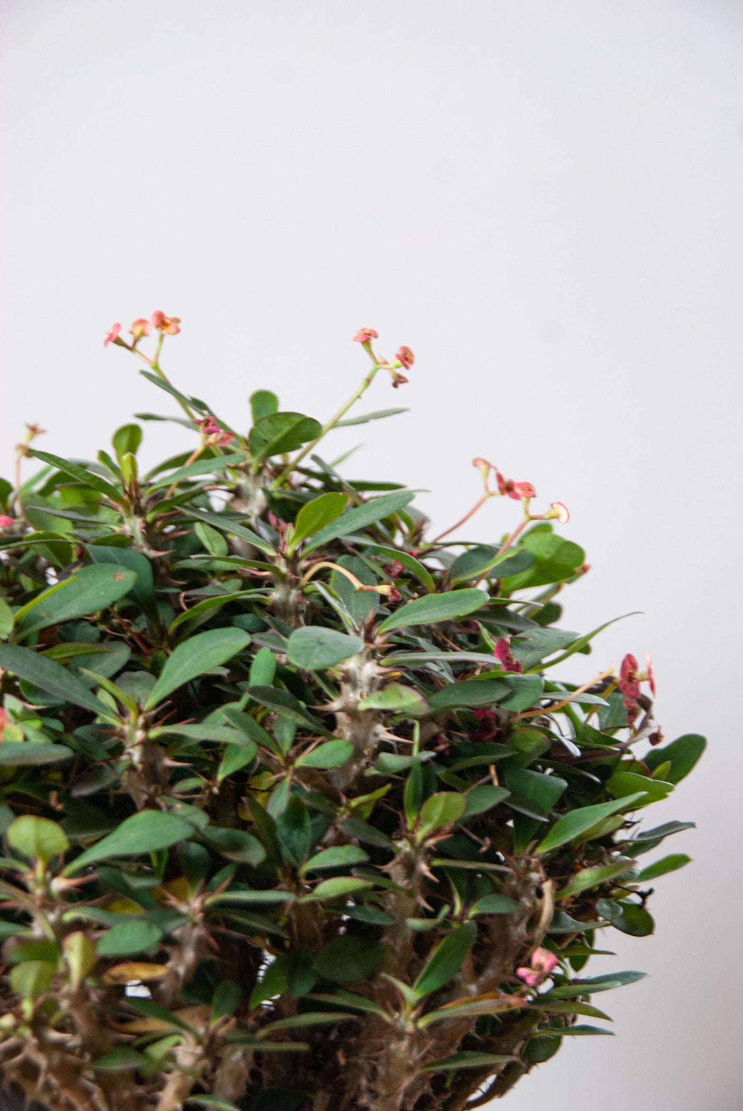 Euphorbia 'Crown of Thorns'