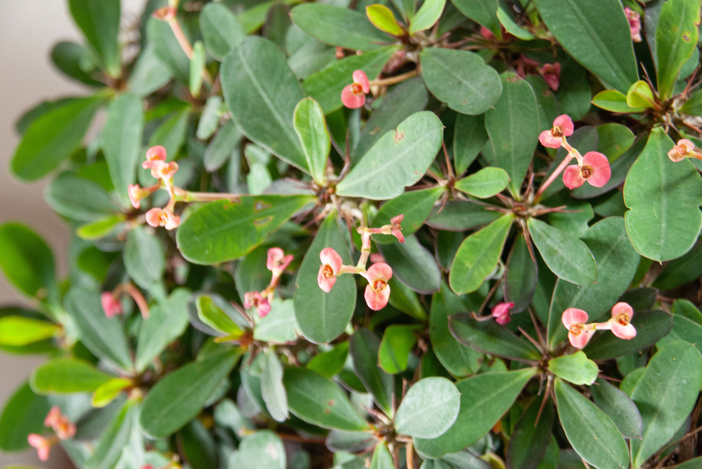 Euphorbia 'Crown of Thorns'