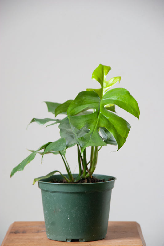Rhaphidophora tetrasperma 'Philodendron Minima'