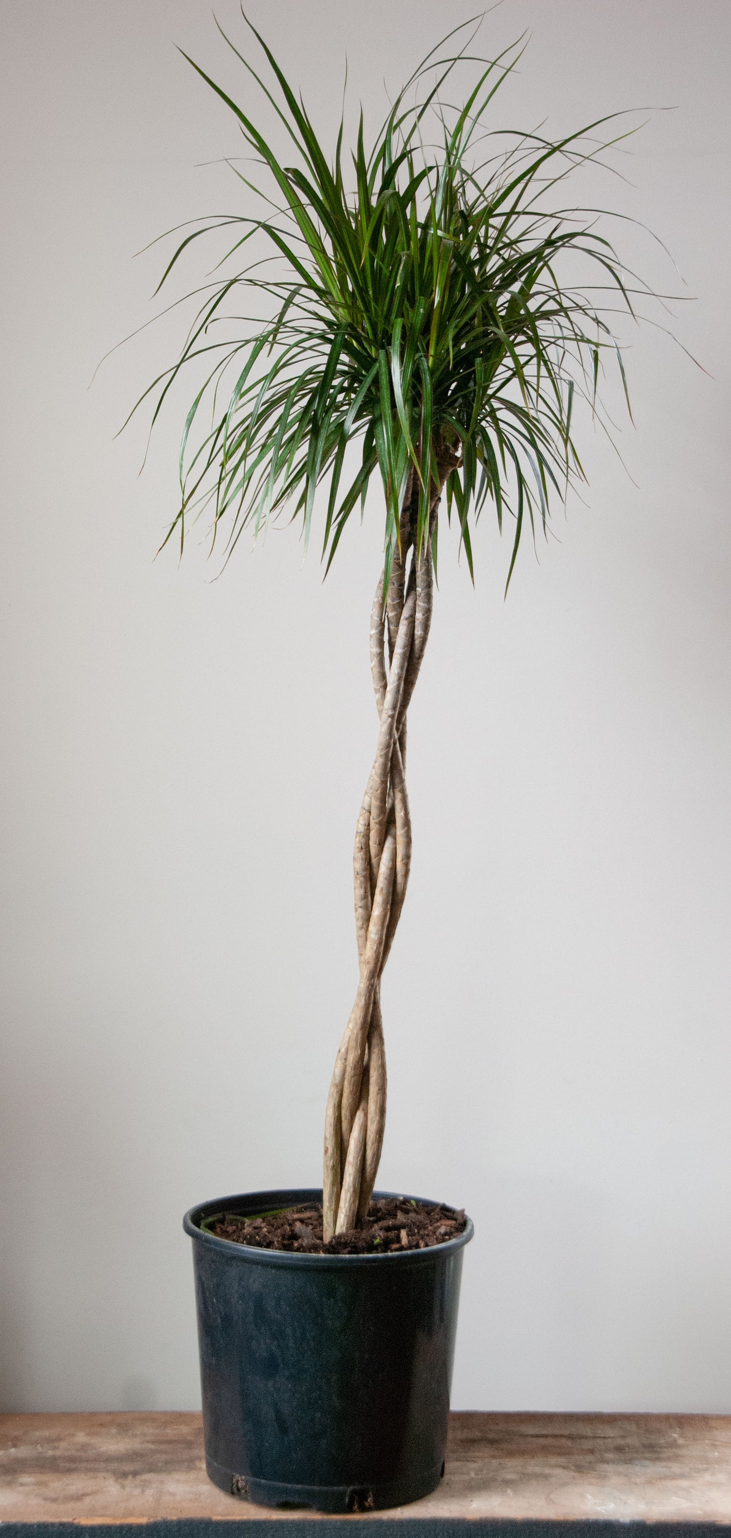 Dracaena angustifolia 'Dracaena Marginata'