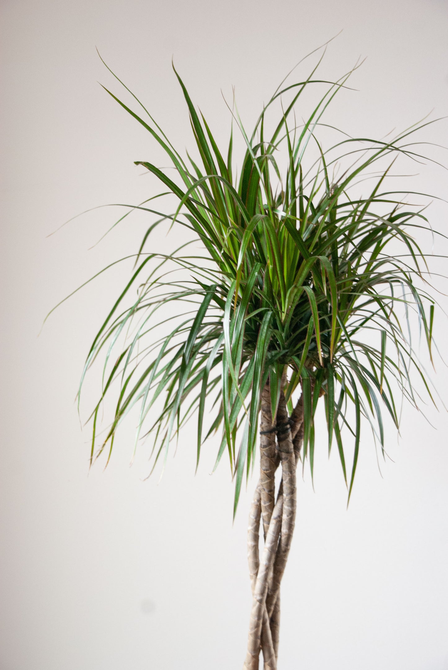 Dracaena angustifolia 'Dracaena Marginata'