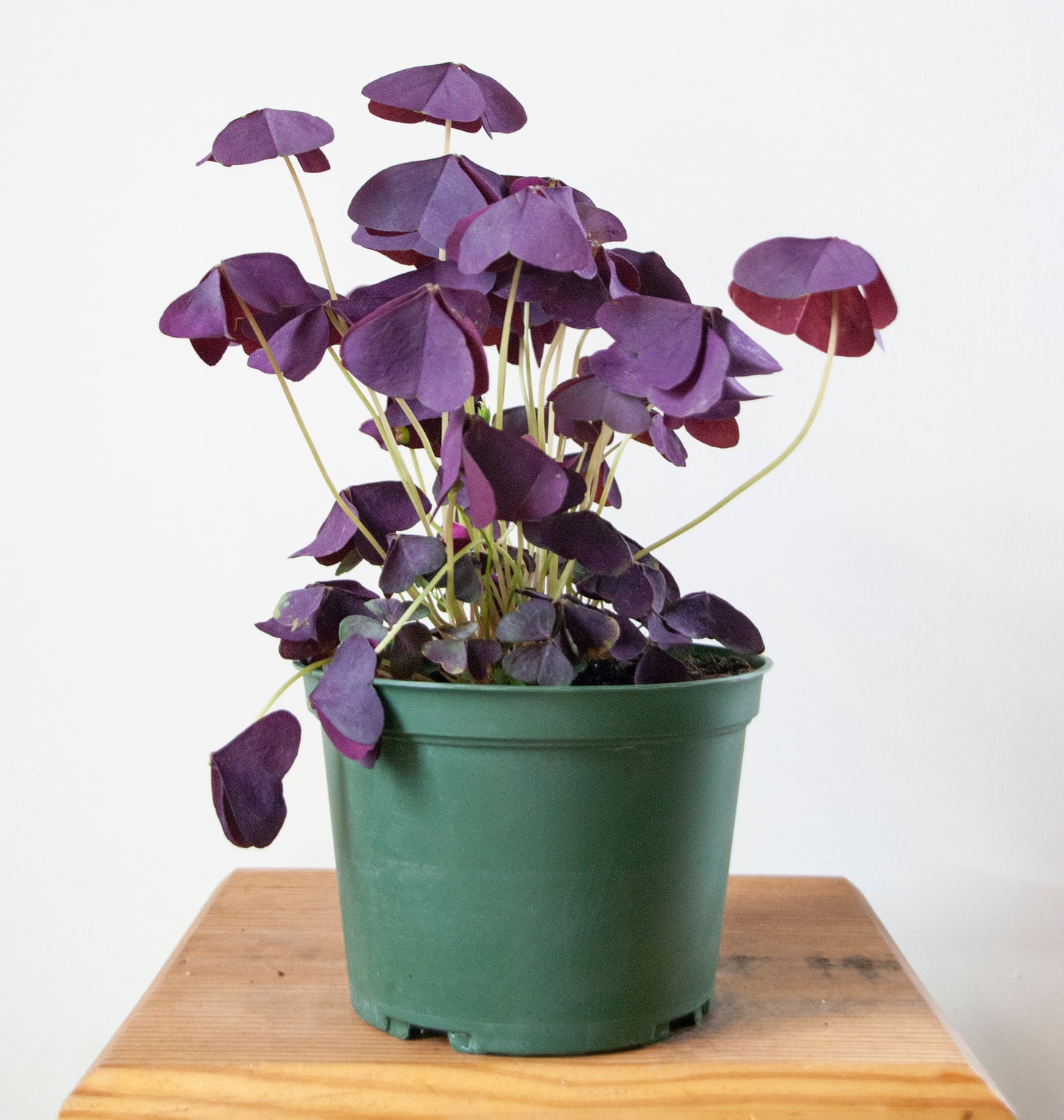 Oxalis 'Lucky'