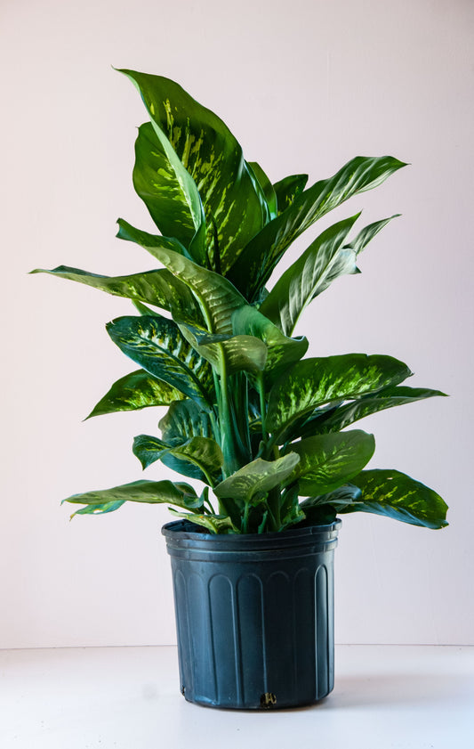 Dieffenbachia seguine ‘Tropic Snow’