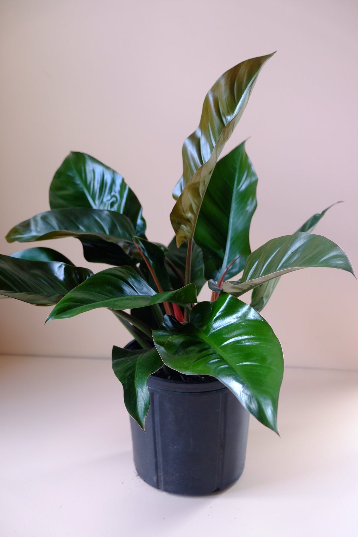 Philodendron 'Red Imperial'