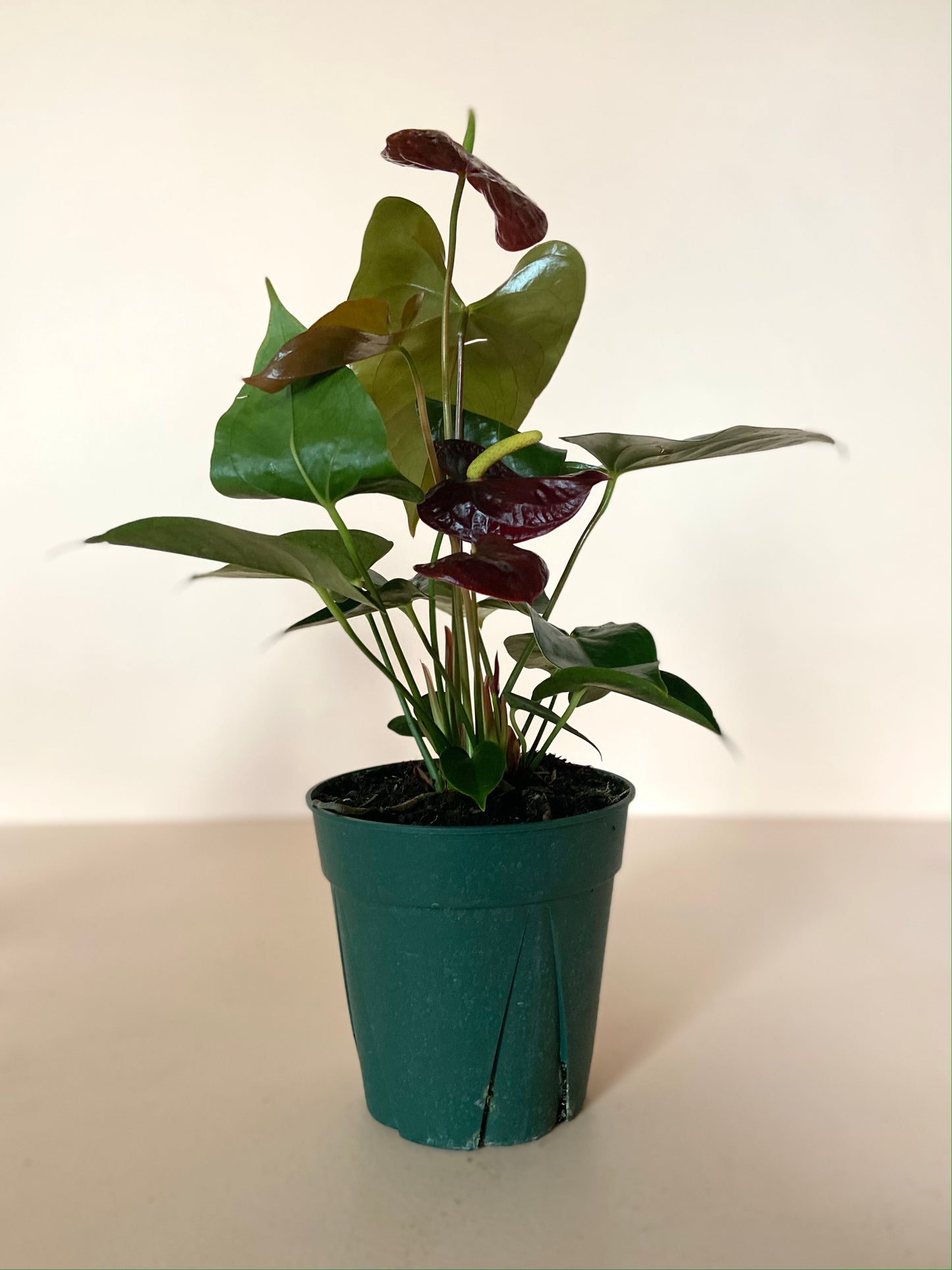 Anthurium andraeanum