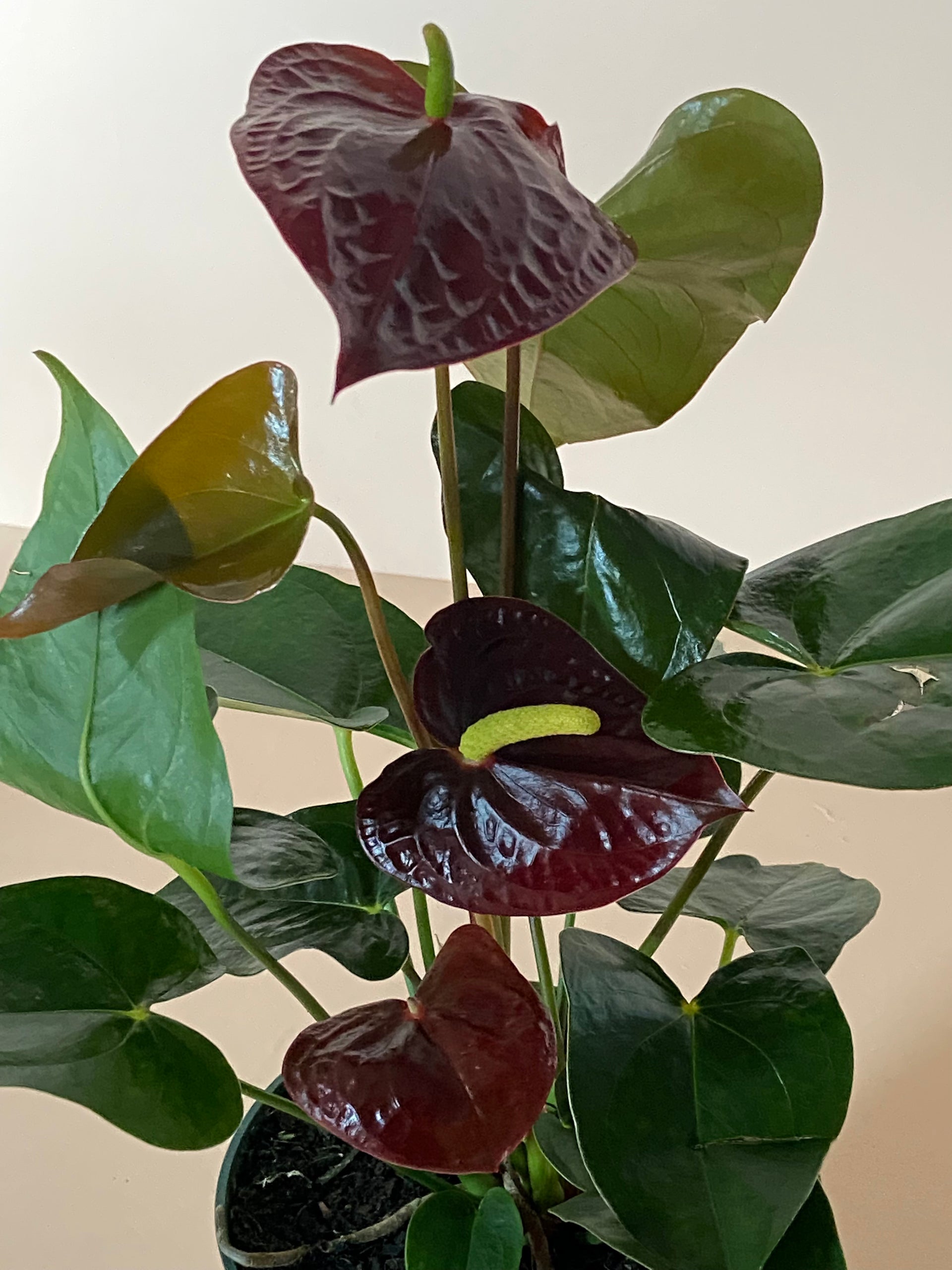 Anthurium andraeanum  B.Willow