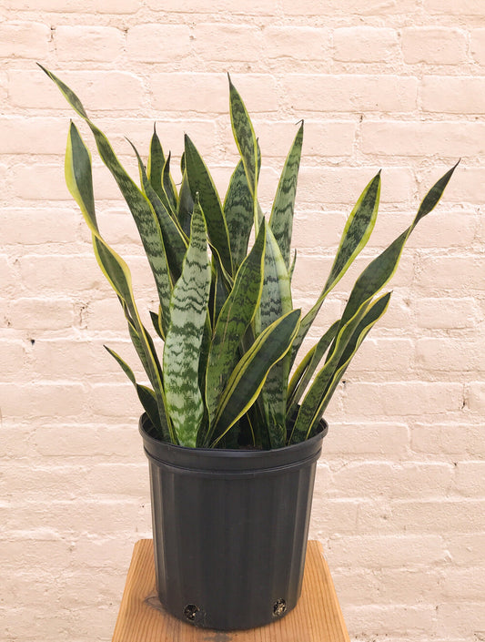 Rental Sansevieria trifasciata 'Laurentii'