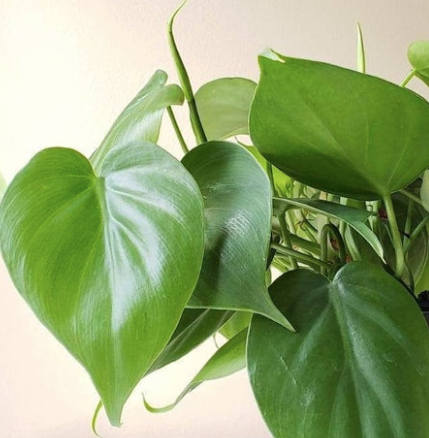 Philodendron cordatum 'heartleaf philodendron'