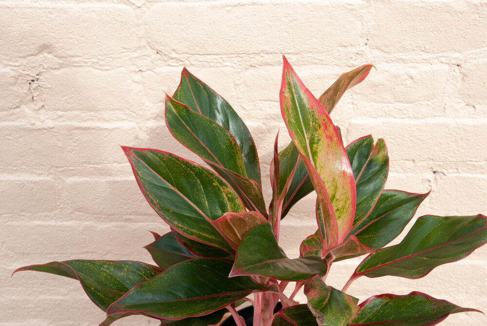 Aglaonema Siam