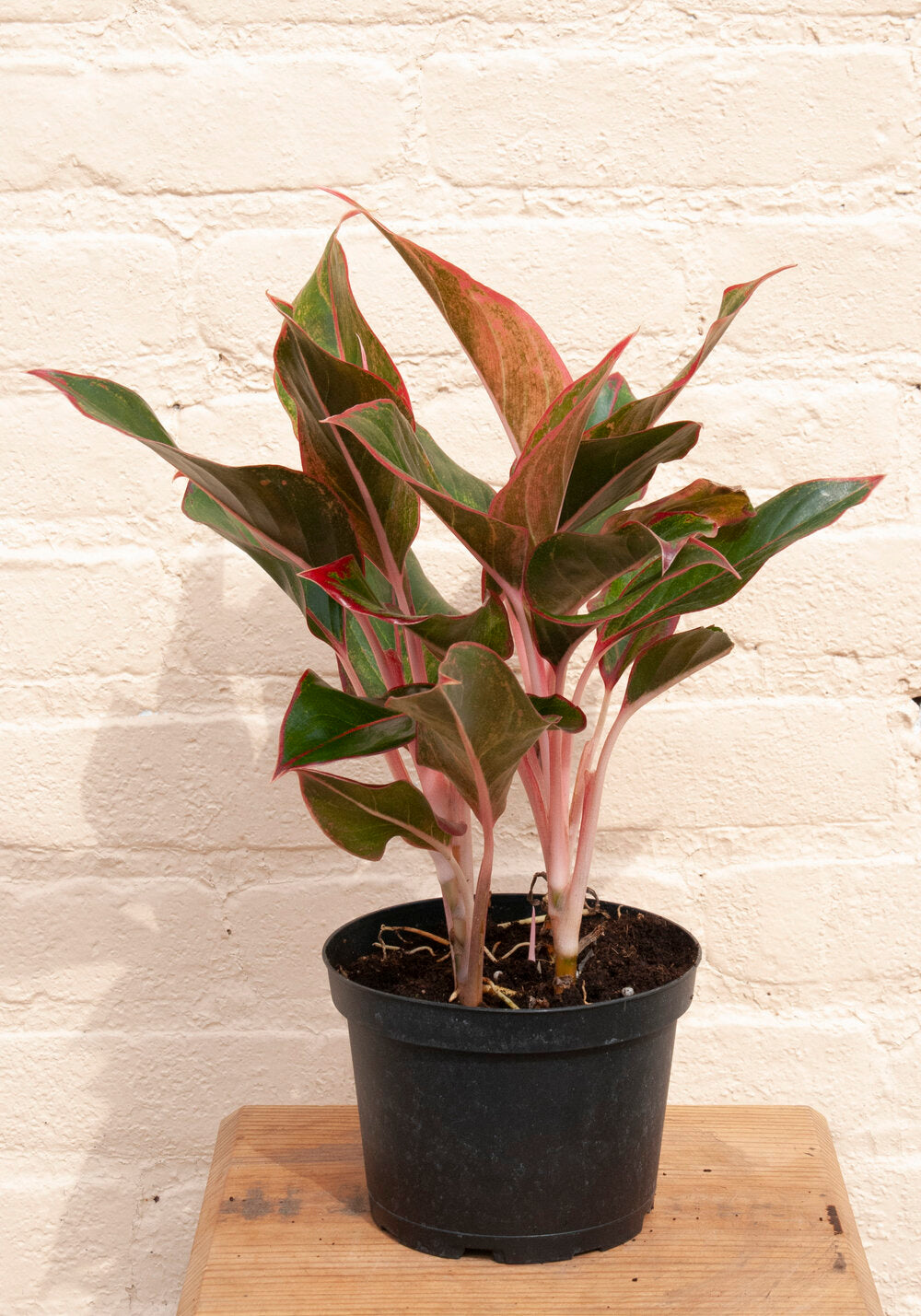 Aglaonema Siam