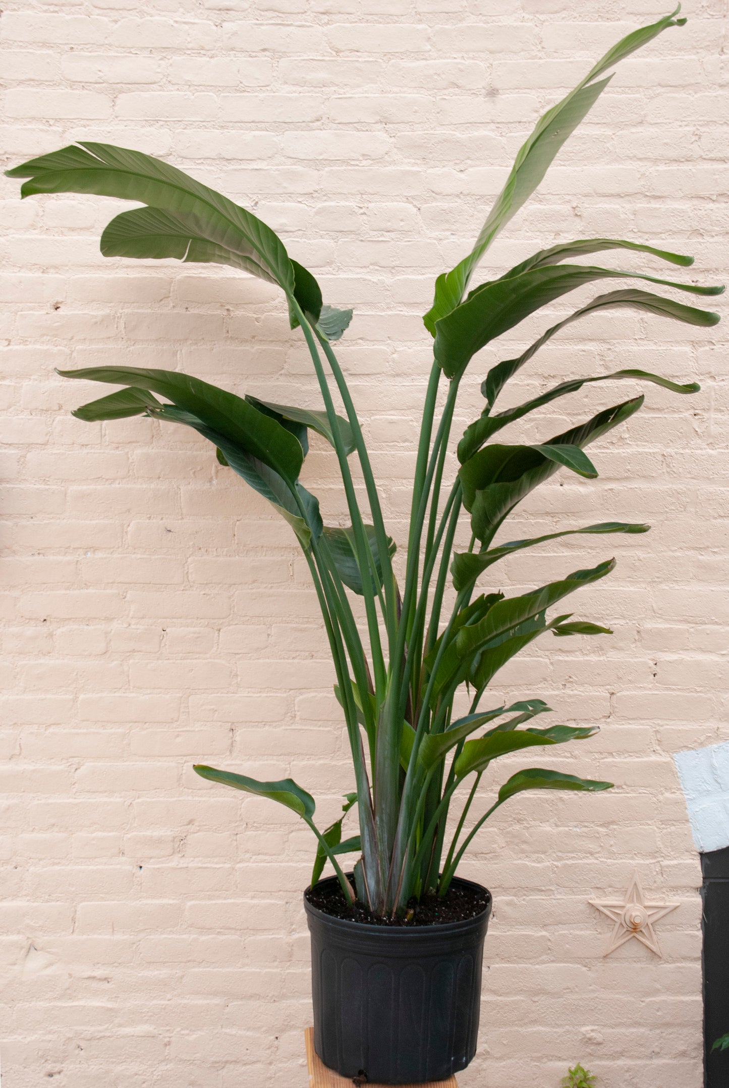 XL Strelitzia nicolai 'Bird of Paradise' 6-7' tall, 14" pot