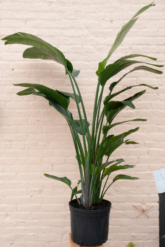 Rental Strelitzia nicolai 'Bird of Paradise'