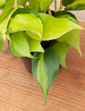 Load image into Gallery viewer, Philodendron hederaceum var. oxycardium &#39;Philodendron Brasil&#39;
