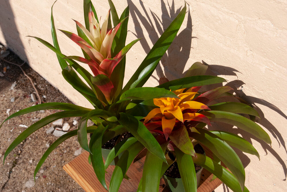 Rental Guzmania Bromeliad