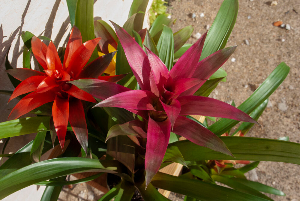 Rental Guzmania Bromeliad