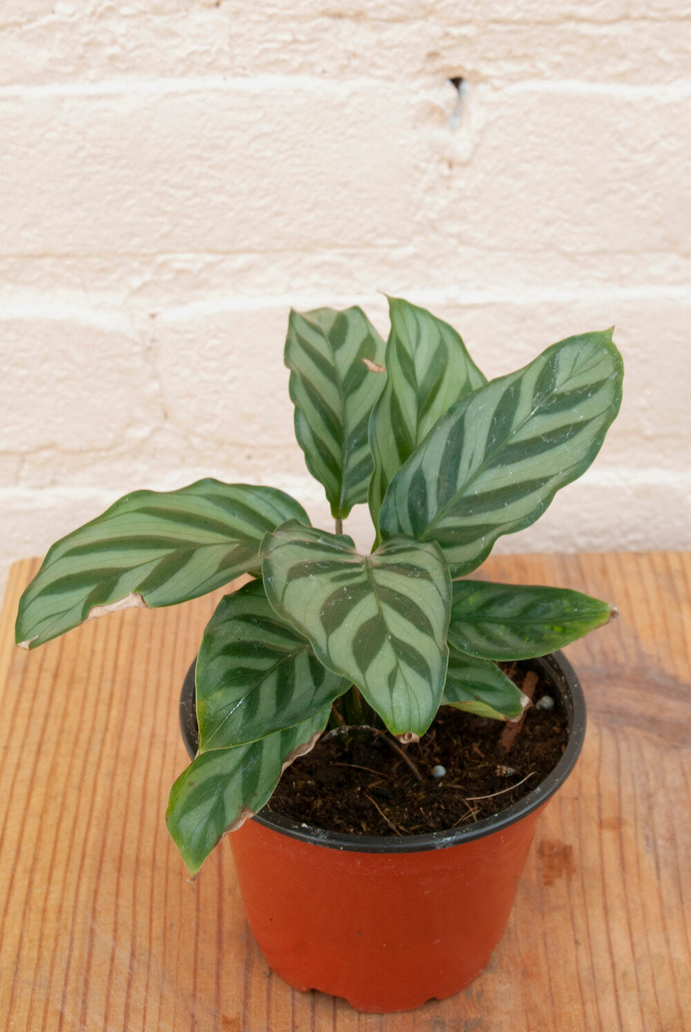 Calathea concinna 'Freddie'