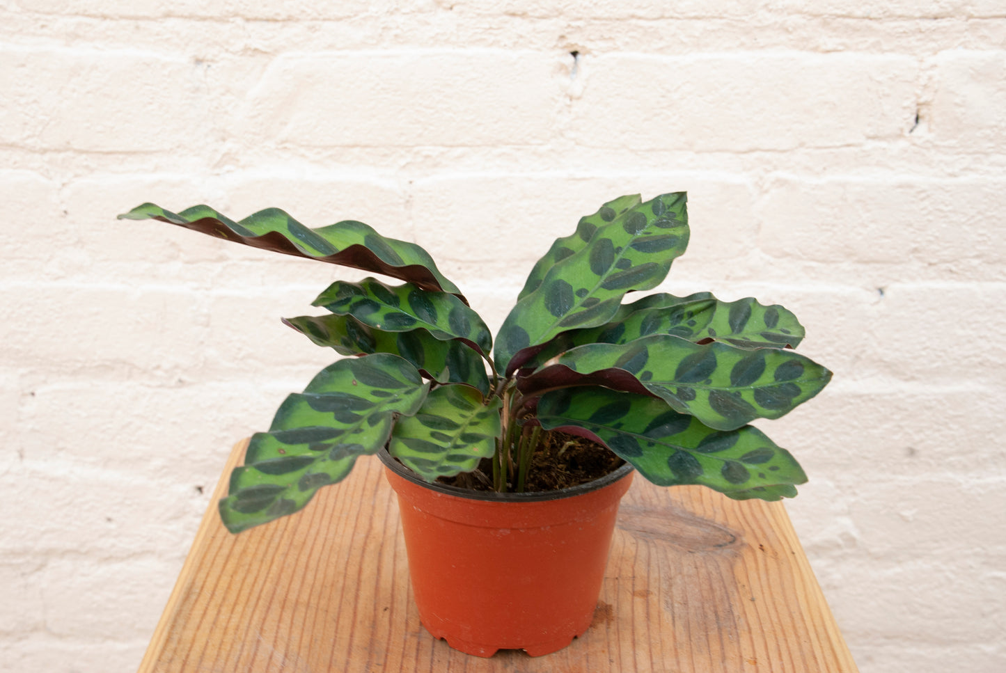 Calathea lancifolia