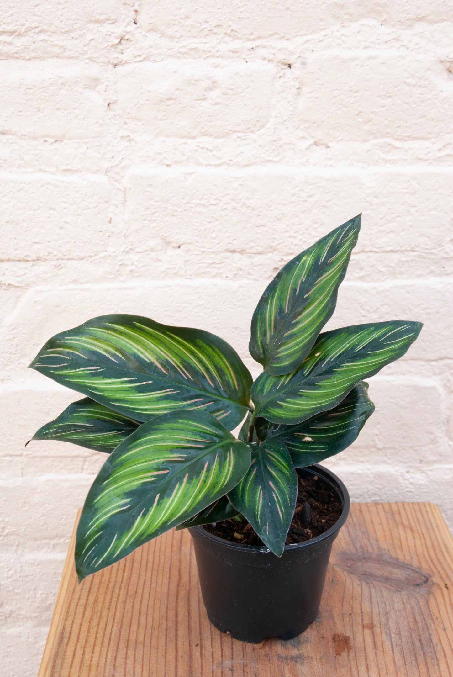 Calathea Beauty Star