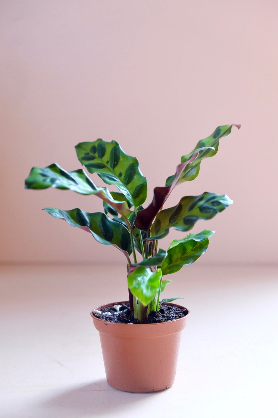 Calathea lancifolia