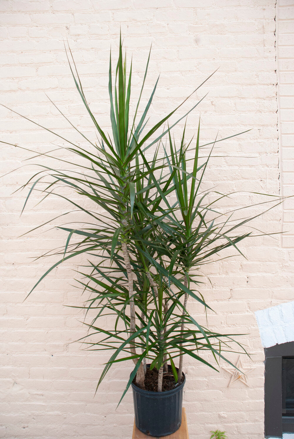 Rental Dracaena angustifolia 'Dracaena Marginata'