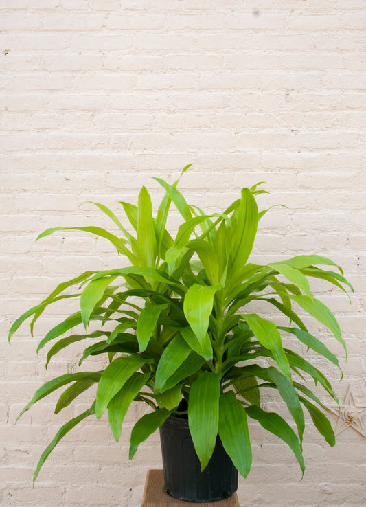 Dracaena Limelight