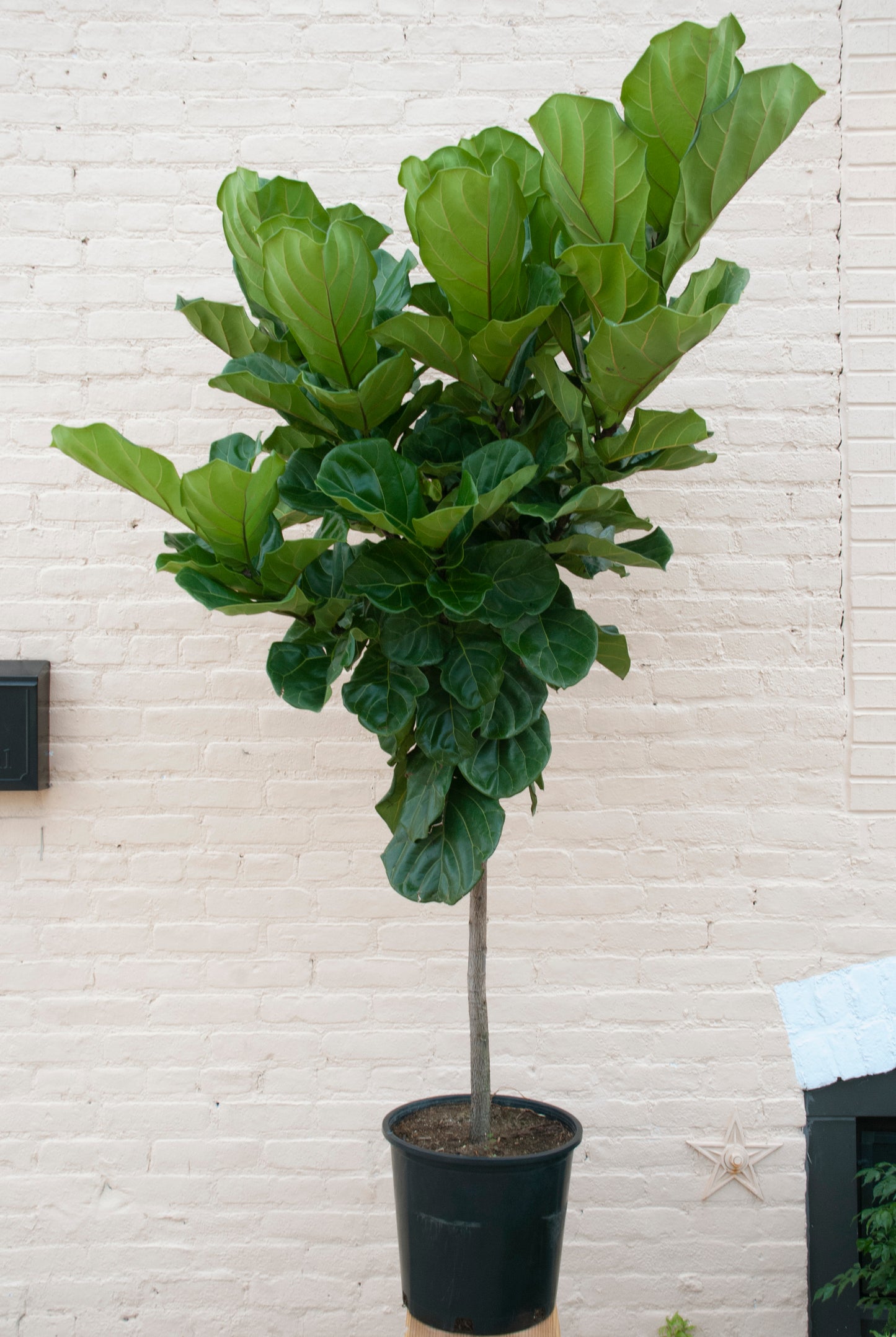 XL Ficus lyrata 'Fiddle Leaf Fig' 6-7' tall, 14" pot