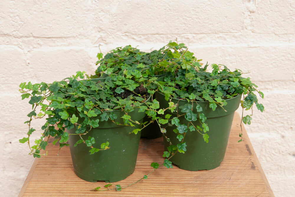 Ficus quercifolia 'String of Frogs'