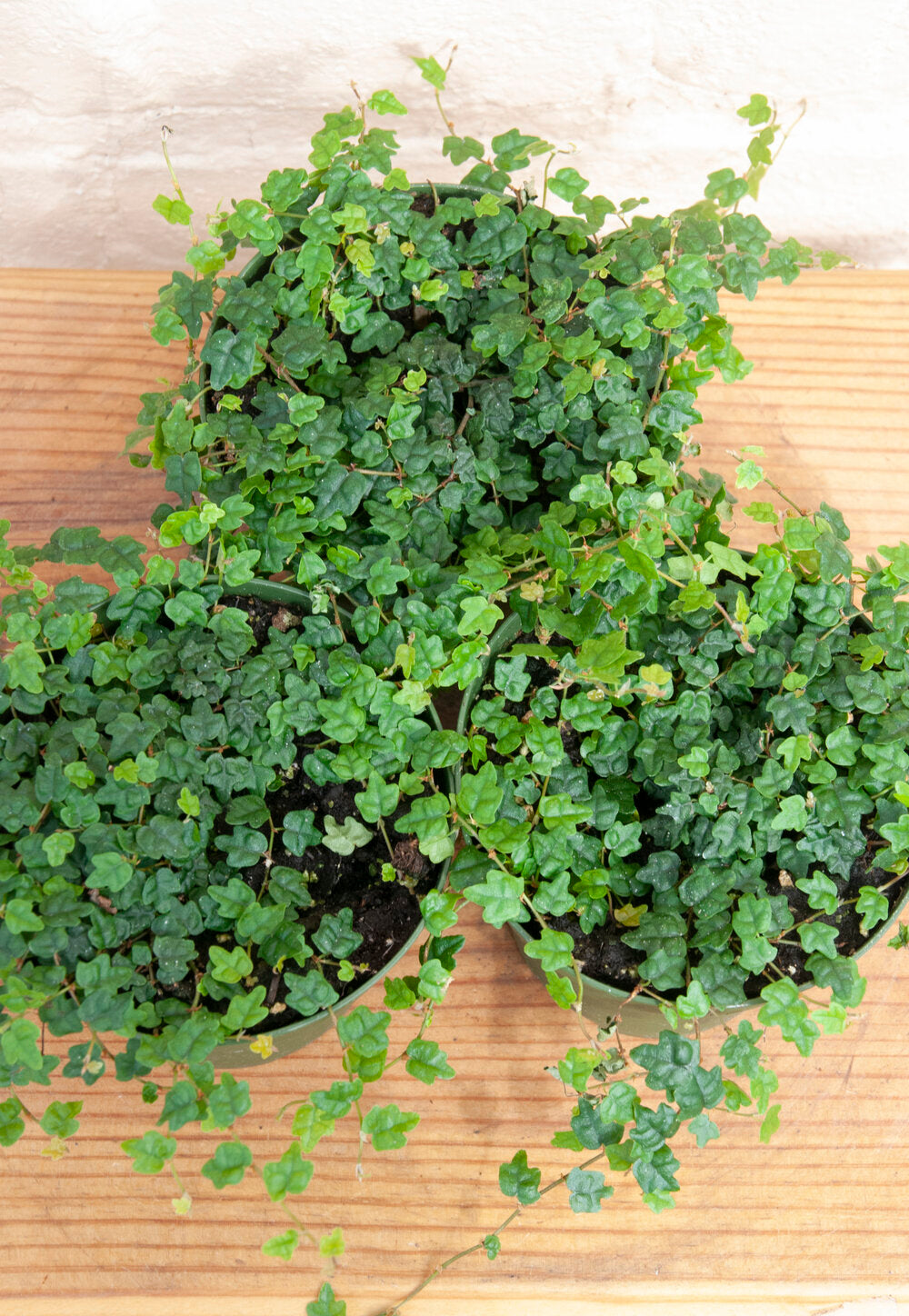 Ficus quercifolia 'String of Frogs'