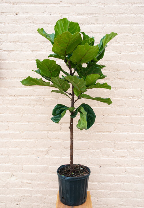 XL Ficus lyrata 'Fiddle Leaf Fig' 6-7' tall, 14" pot