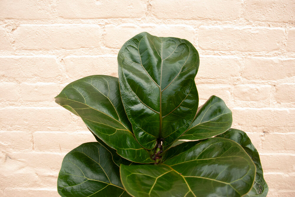 Ficus lyrata 'Fiddle Leaf Fig'