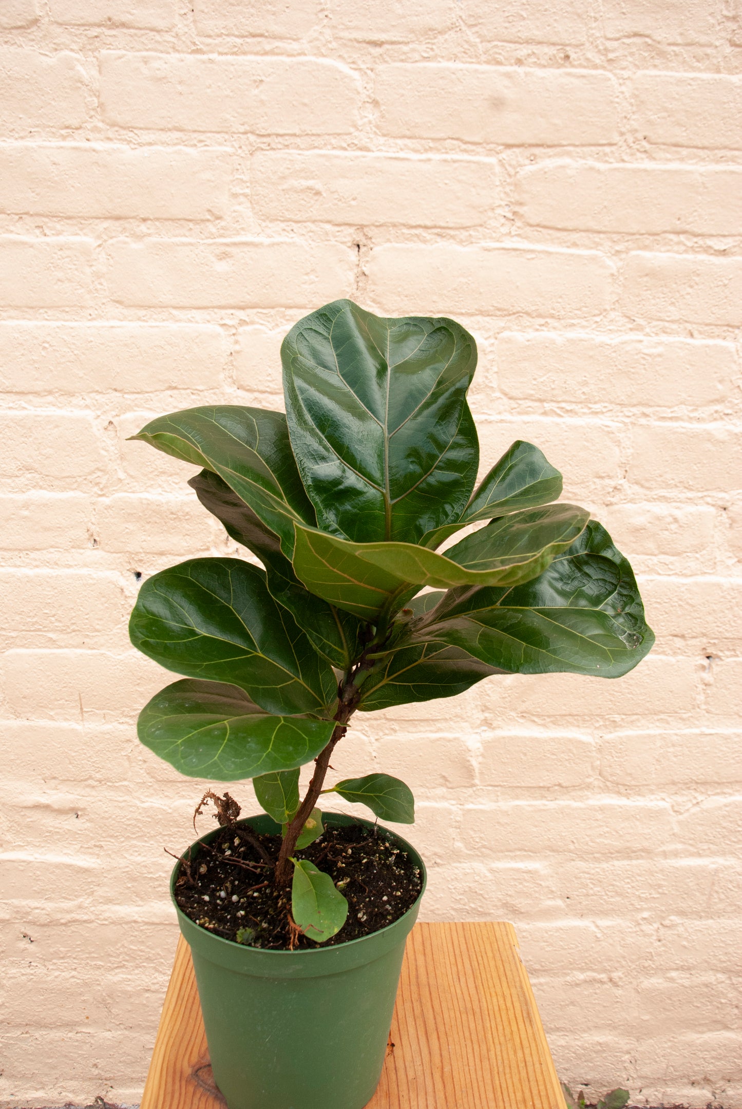 Ficus lyrata 'Fiddle Leaf Fig'