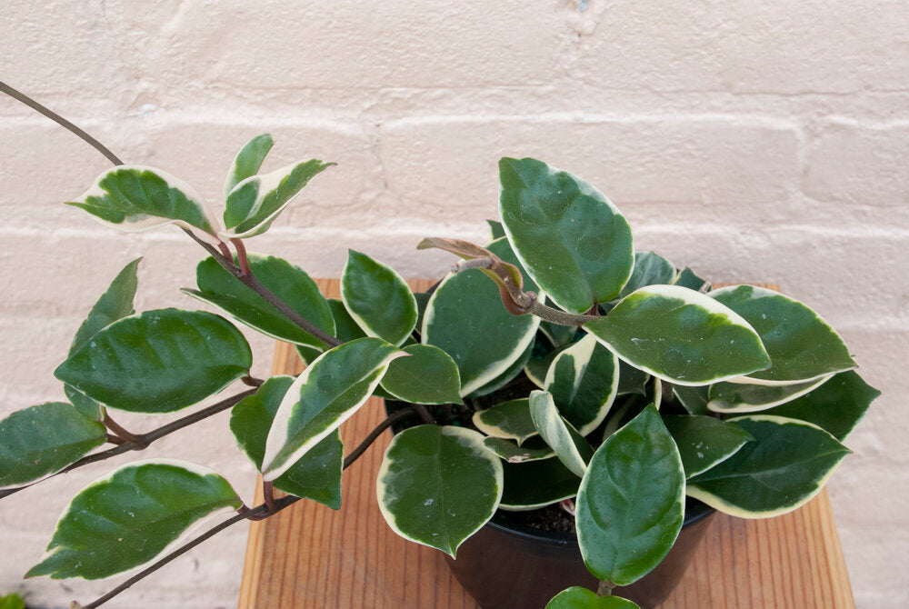 Hoya carnosa tricolor/Hoya carnosa 'Krimson Queen'