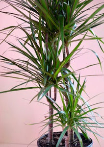 Dracaena angustifolia 'Dracaena Marginata'
