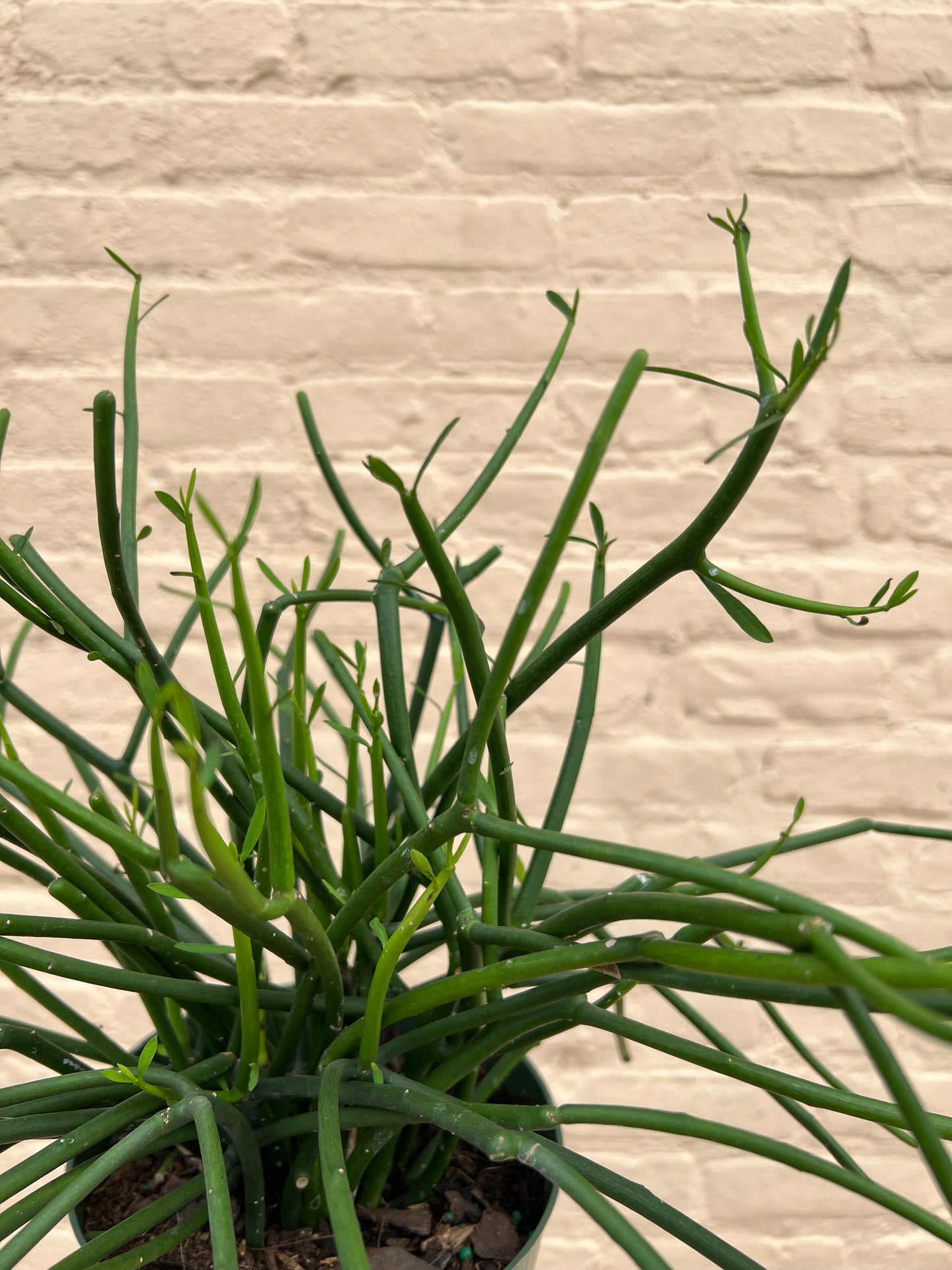 Euphorbia tirucalli "Pencil Cactus"