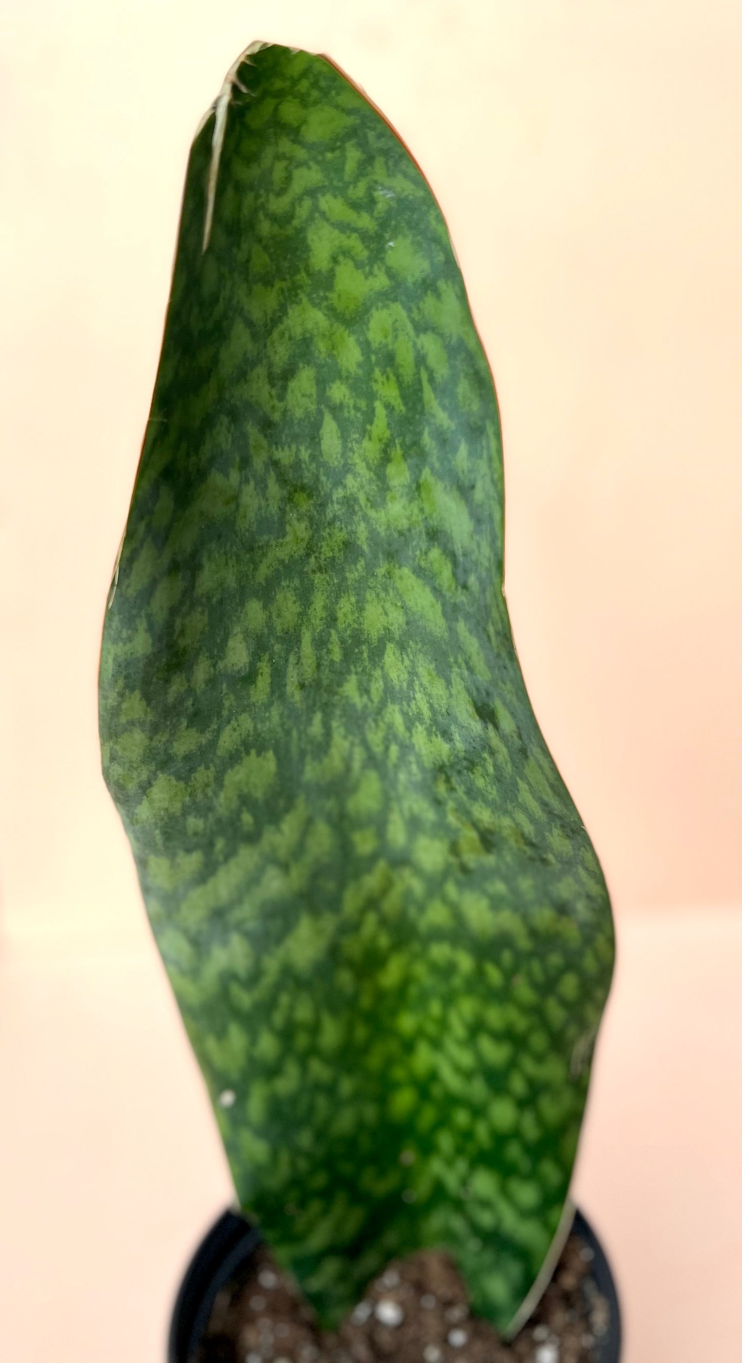 Sansevieria Whale's Fin