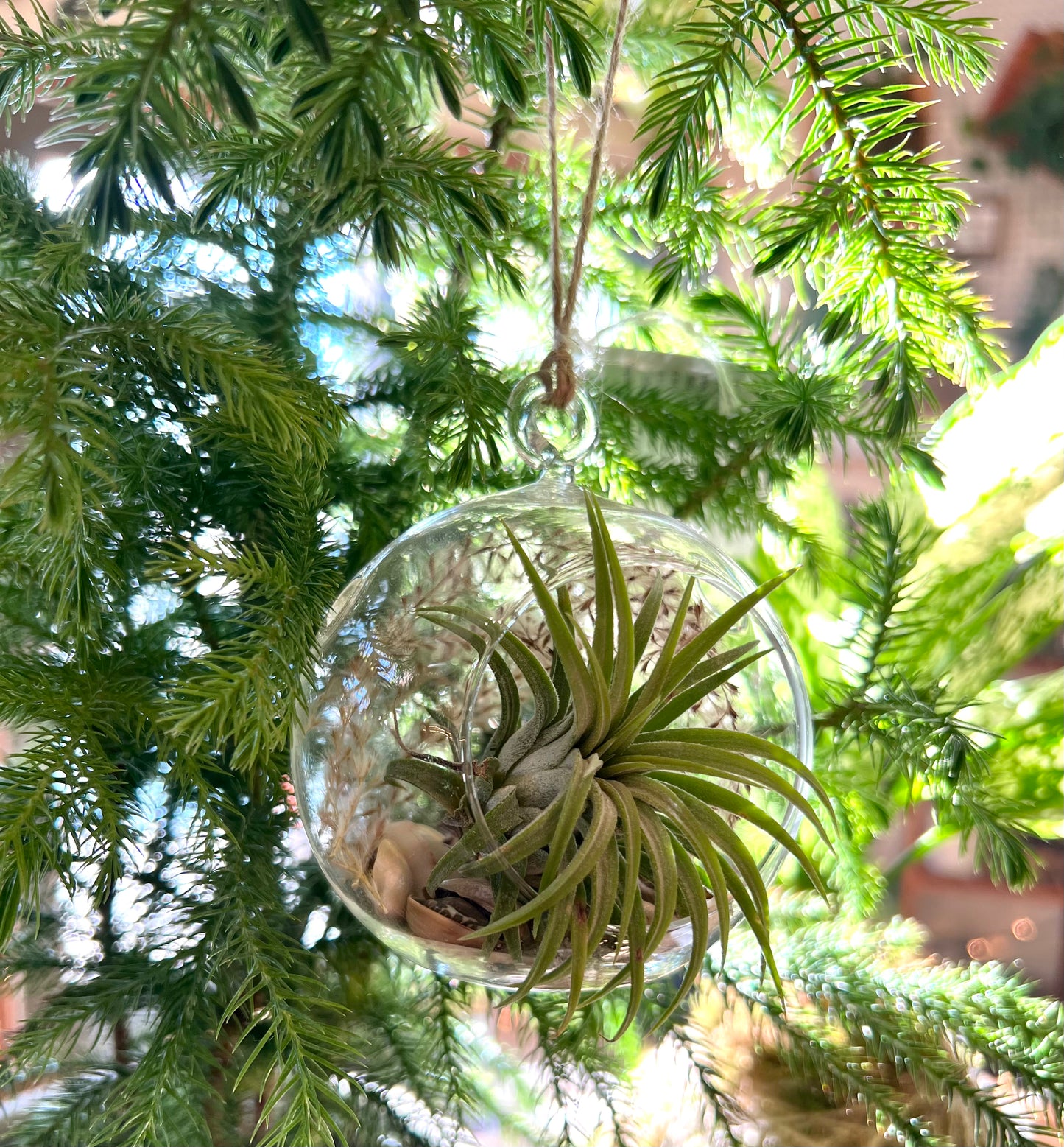 Hanging Glass Air Plant