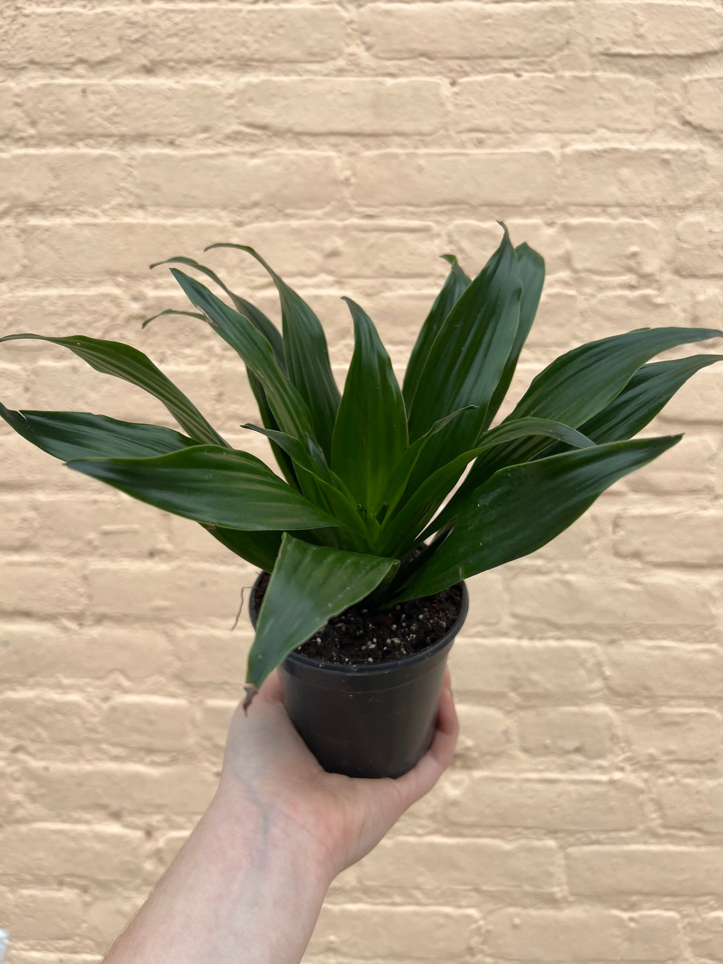 Dracaena deremensis 'Dracaena Janet Craig'