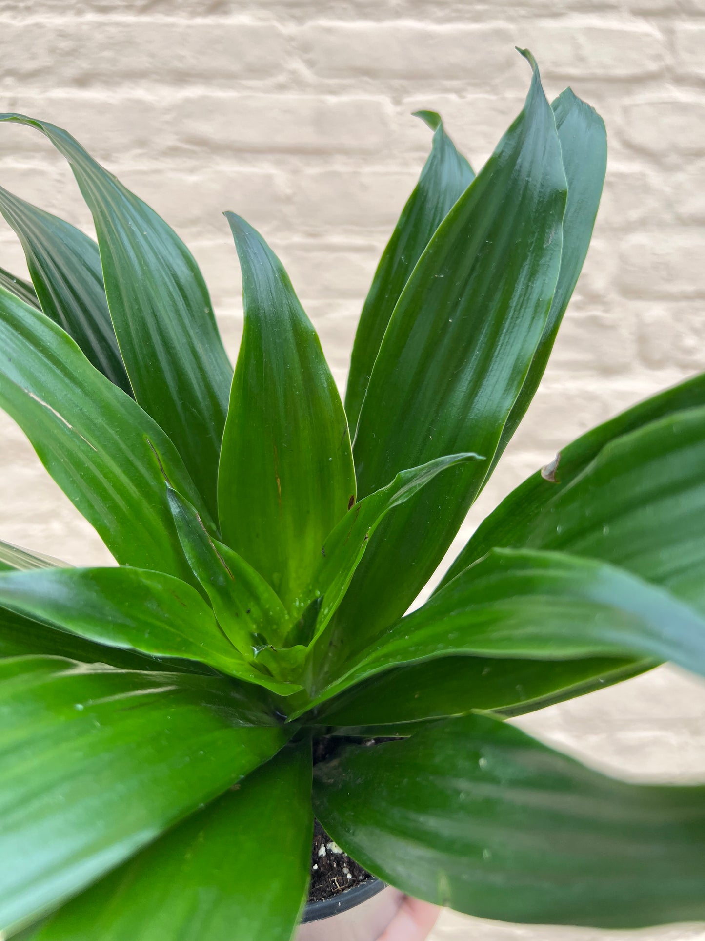 Dracaena deremensis 'Dracaena Janet Craig'