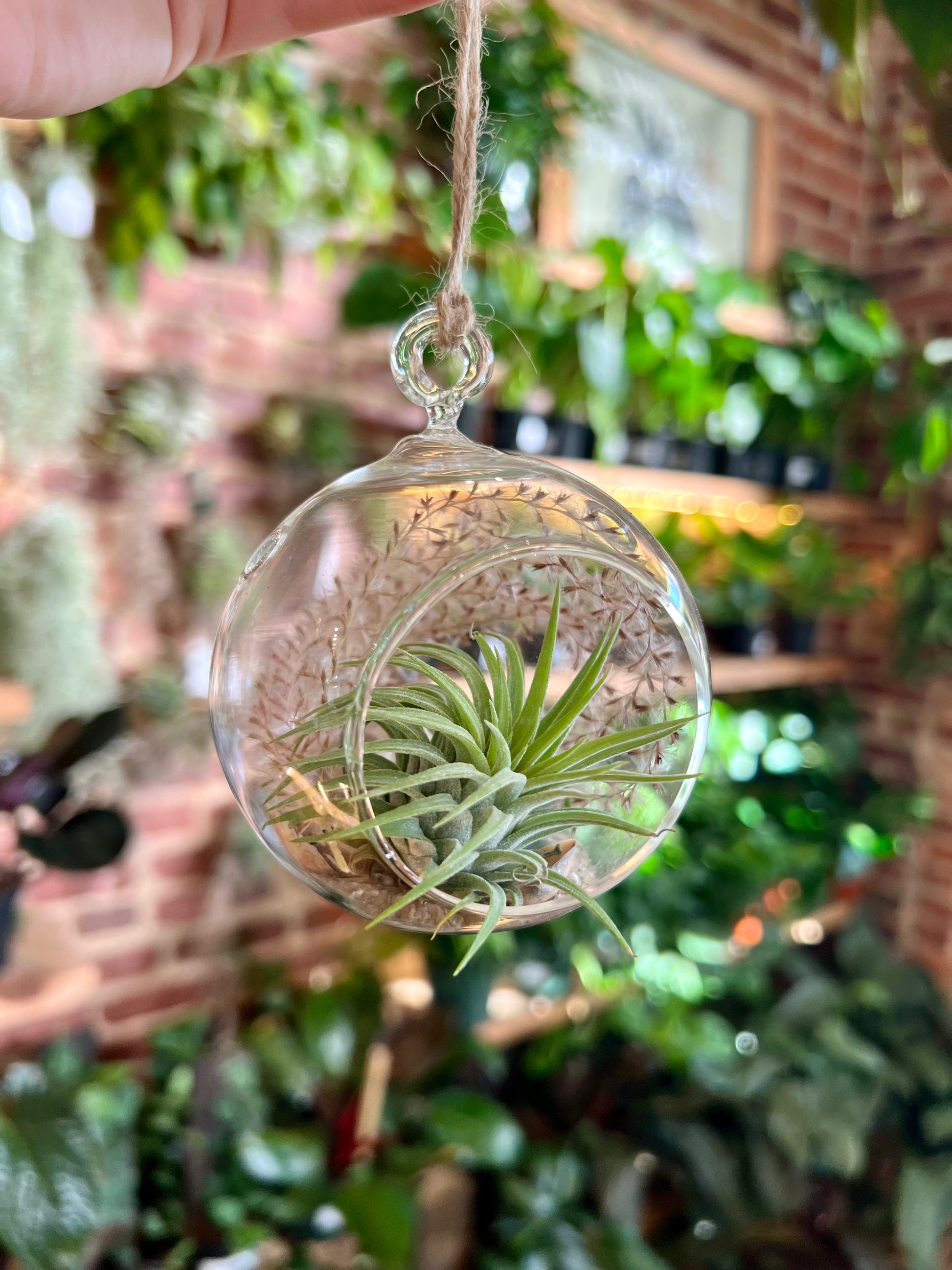 air plant hanging glass Hanging Glass Air Plant