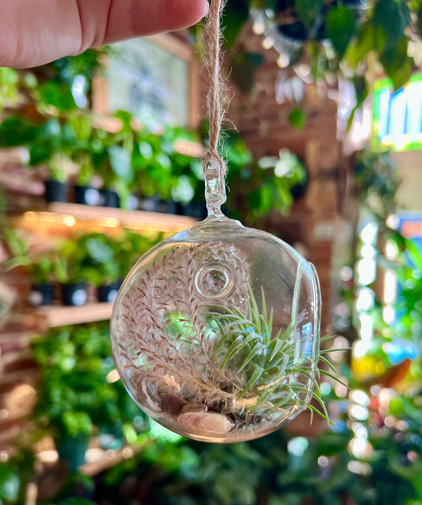 Hanging Glass Air Plant