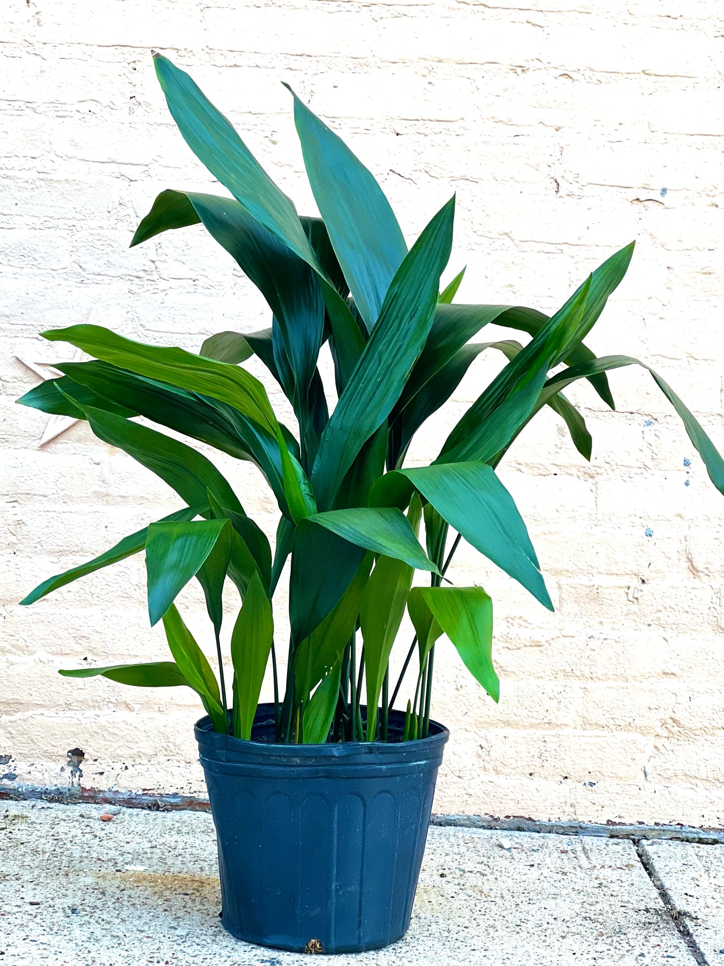 Aspidistra elatior 'Cast Iron Plant'