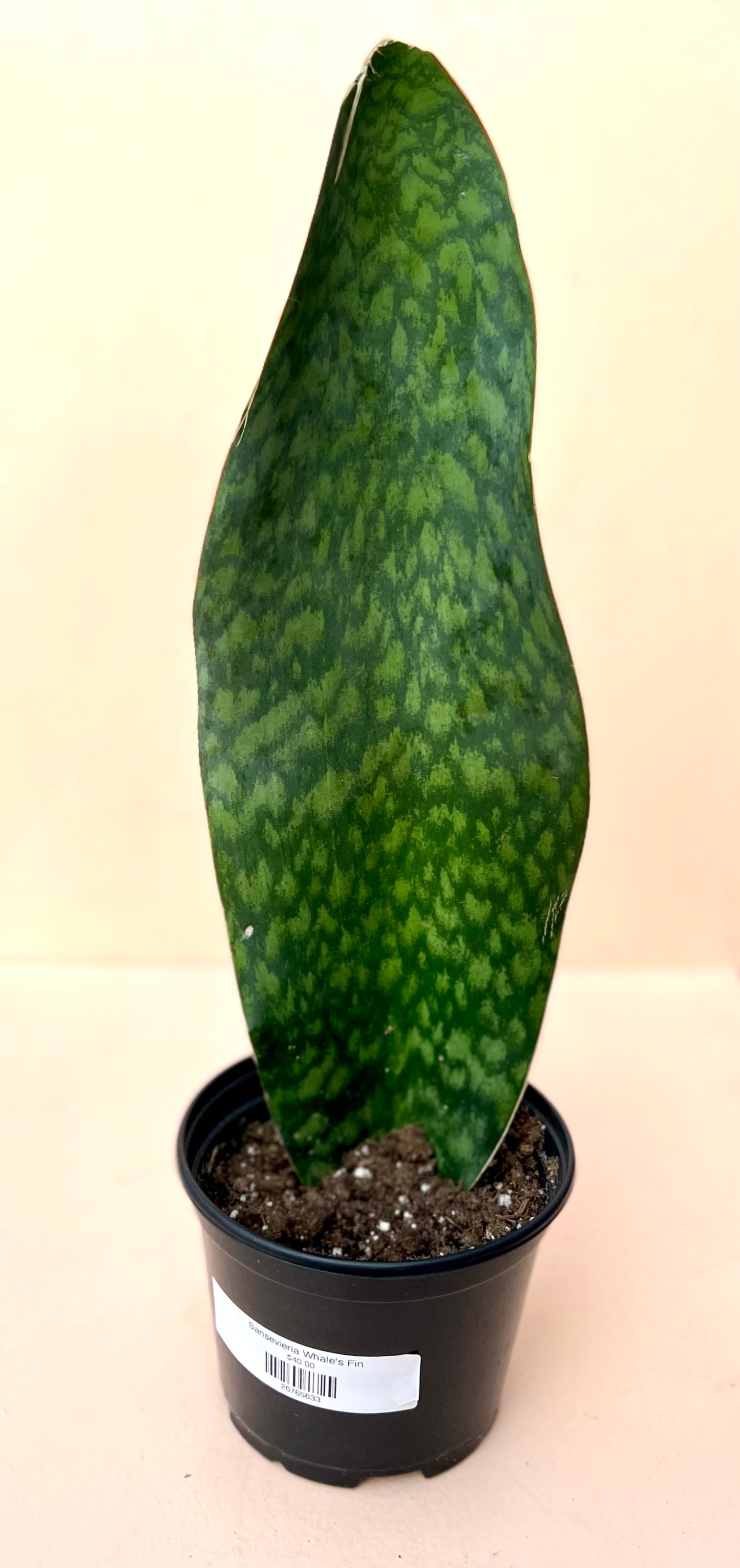 Sansevieria Whale's Fin