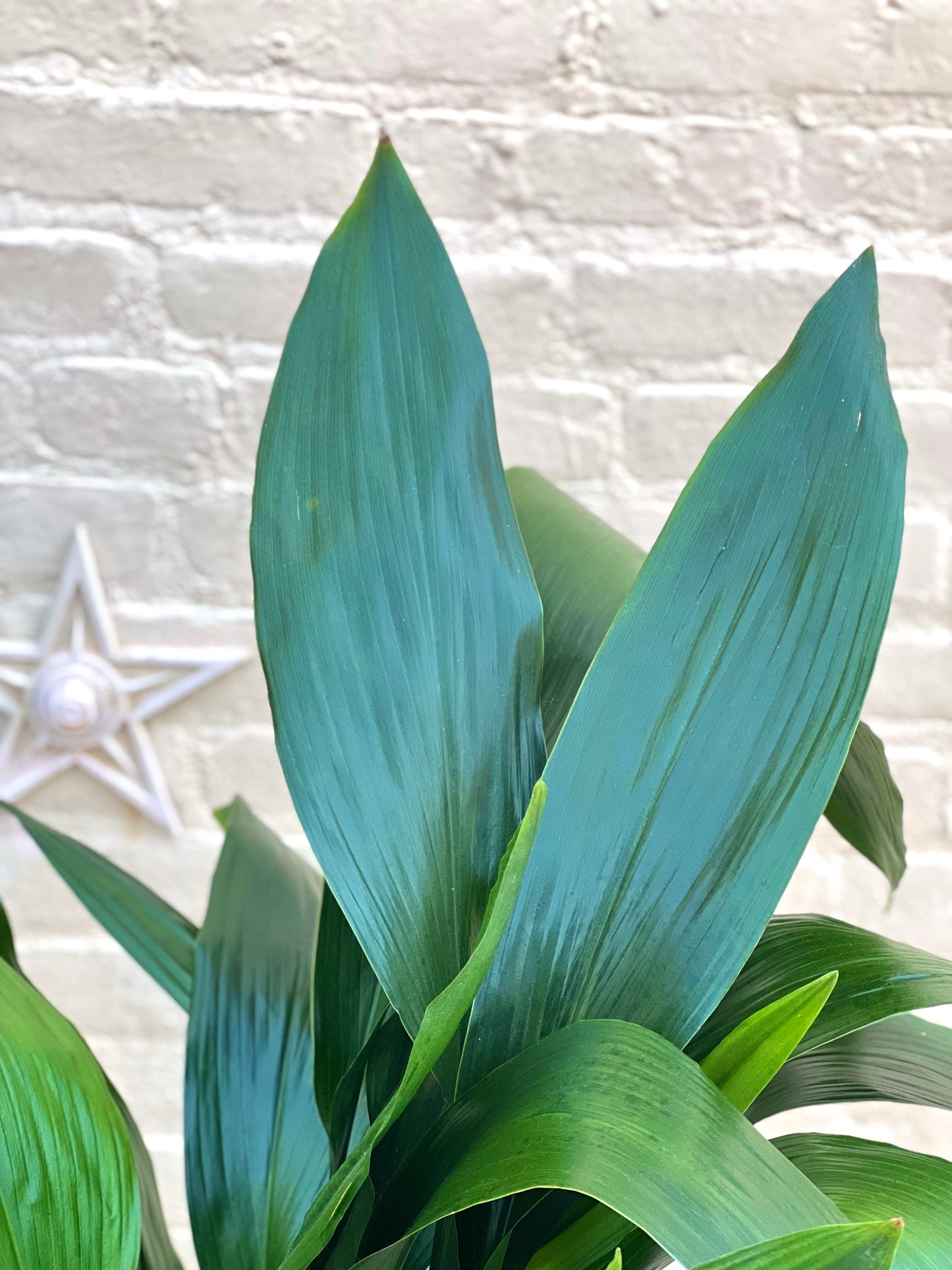 Aspidistra elatior 'Cast Iron Plant'