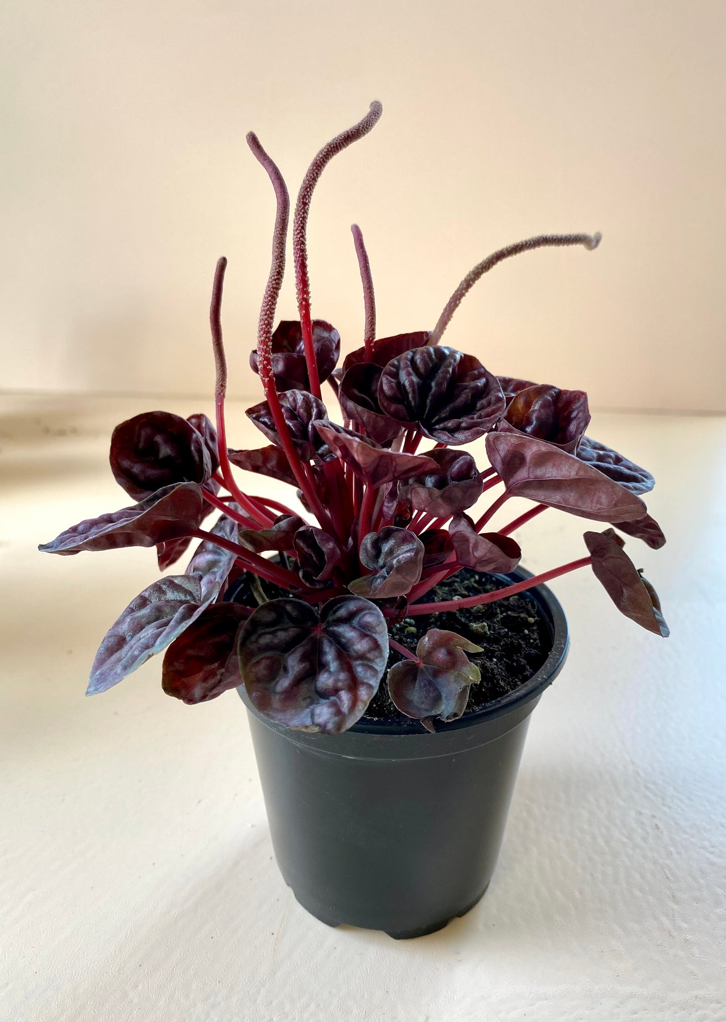 Peperomia caperata