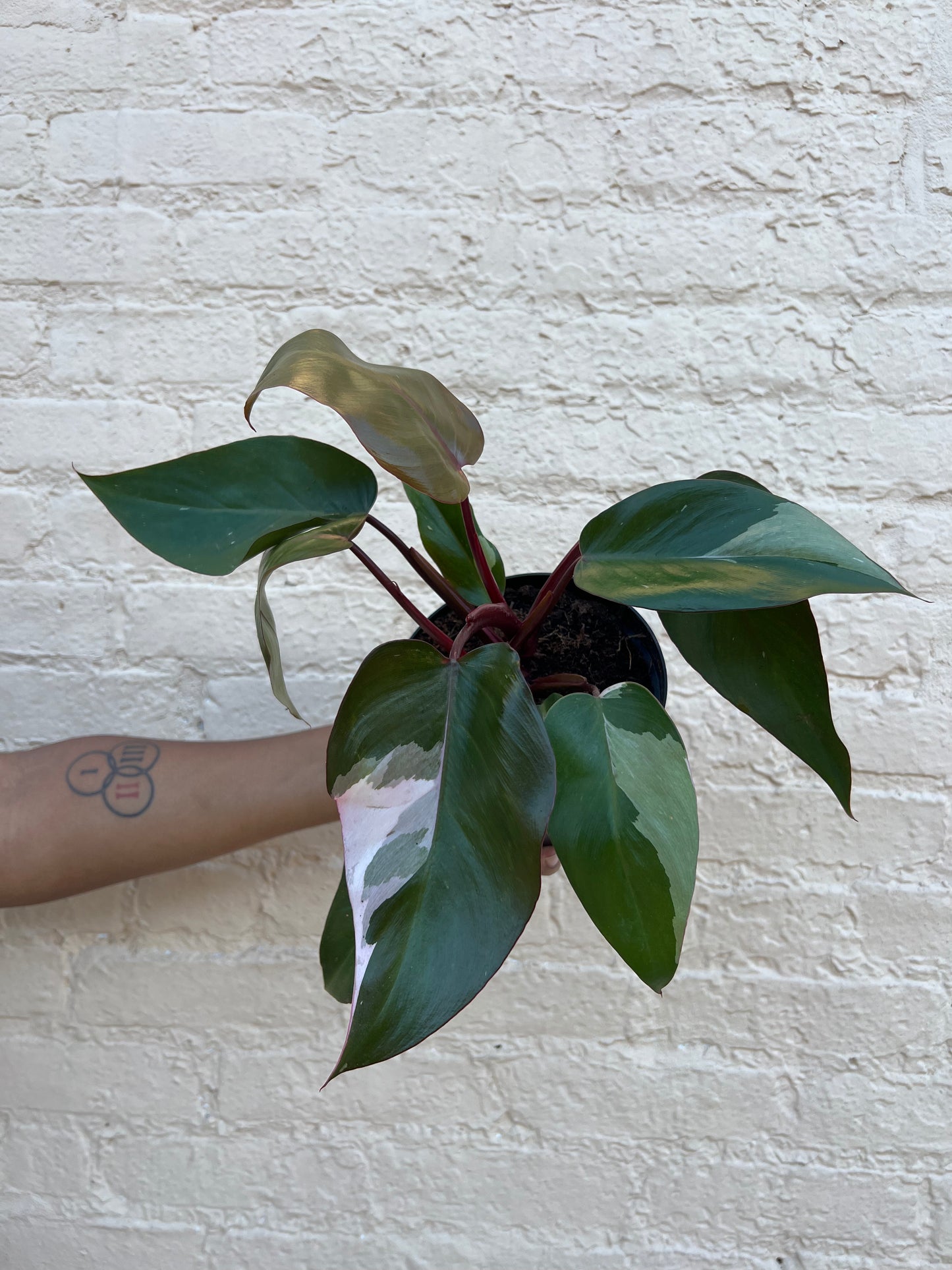 Philodendron erubescens 'Pink Princess'