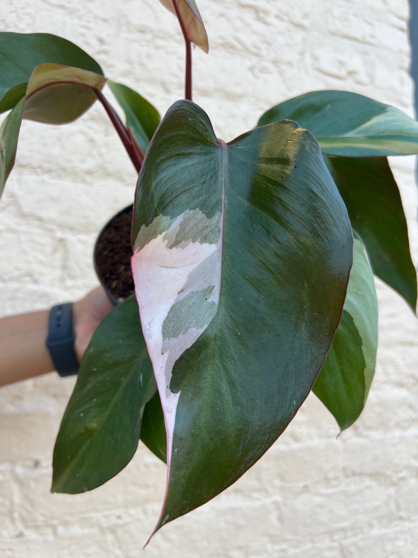 Philodendron erubescens 'Pink Princess'